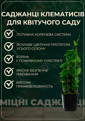 Клематис "Stasik"(Стасик) - фото 2