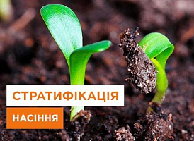 Стратифікація насіння - корисні статті про садівництво від Agro-Market