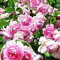 Троянда плетиста "Jasmina" (саджанець класу АА +) вищий сорт