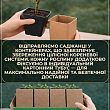Стевія "Медова трава" саджанець