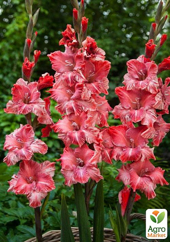 Гладіолус "Vabene" 3шт - фото 5