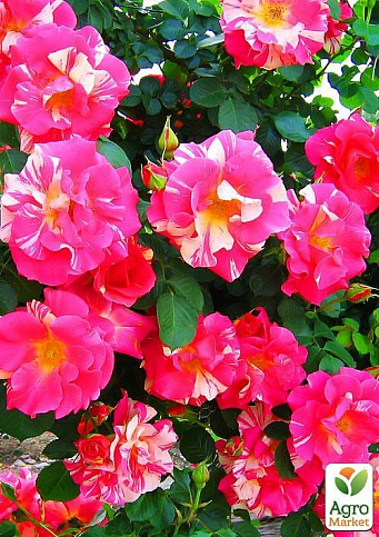 Ексклюзив! Троянда плетиста малинова з рожево-білими смужками "Ошатна принцеса" (Smart Princess) (саджанець класу АА +, преміальний вищий сорт) - фото 3