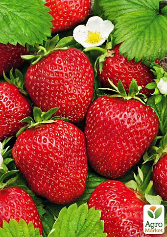 Эксклюзив! Клубника ремонтантная "Красная мечта" (премиальный сорт)