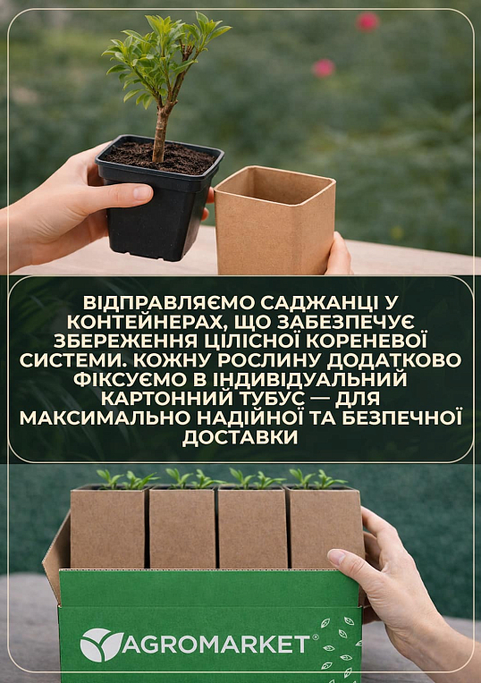 Стевія "Медова трава" саджанець - фото 5