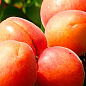 Абрикос "Космос" (летний сорт, ранний срок созревания) купить