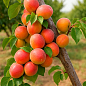 Абрикос "Банзай" (крупноплодный, ранний сорт созревания)