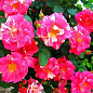 Ексклюзив! Троянда плетиста малинова з рожево-білими смужками "Ошатна принцеса" (Smart Princess) (саджанець класу АА +, преміальний вищий сорт) цена