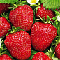 Эксклюзив! Клубника ремонтантная "Красная мечта" (премиальный сорт)