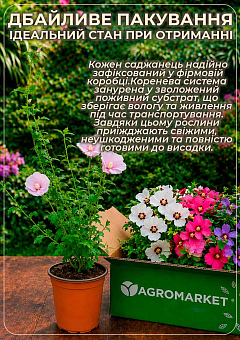 Гібіскус сирійський 2-х річний "Flower Tower Ruby" С1,5 висота 30-40 см3
