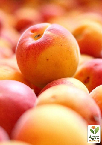 Абрикос "Кіото" (літній сорт, середній термін дозрівання) - фото 5