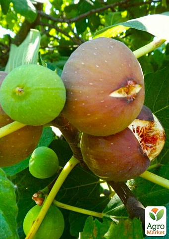 Эксклюзив! Инжир коричнево-зеленый "Голиаф" (Goliath) (премиальный, крупноплодный, морозостойкий)