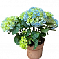 LMTD Гортензия крупнолистная цветущая 3-х летняя "River Blue" (30-40см) купить