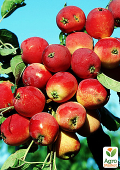 Яблоня "Верджиния Креб" райское яблочко (осенний сорт)2