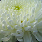 Хризантема  "Sakia White" (низкорослая крупноцветковая)
