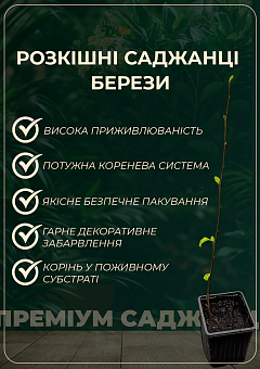 Береза повисла звичайна (Betula pendula)  висота 100-110см4