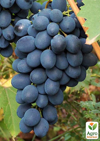Виноград "Неро" (винный)