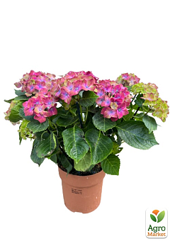 LMTD Гортензия цветущая macrophylla "Saxon Schloss Wackerbarth" 4-х летняя (высота 40-60см)21