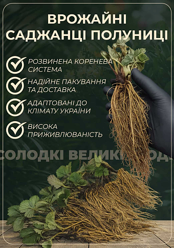 Клубника "Квики" (Quicky) (крупноплодный сорт, ранний срок созревания, ягоды очень транспортабельны) - фото 2