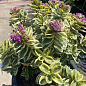 LMTD Хебе "Variegata" высота 20-25см