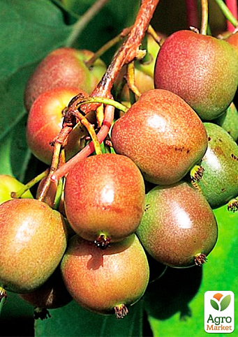 Актинидия 2-х летняя аргута "Баерн-Киви" (мини-киви, морозостойкий сорт) вазон С2, высота 45-85см - фото 6