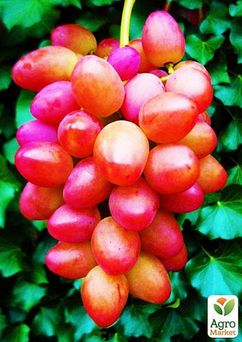 Виноград "София" (малосемянный сорт, ранний срок созревания)