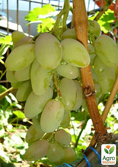 Виноград вегетуючий "Тімур"1
