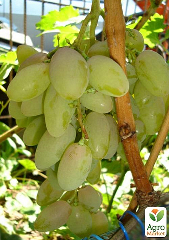 Виноград вегетуючий "Тімур"