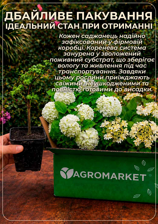 Калина декоративна Бульденеж - фото 5