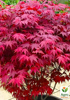 Клен 3-х річний віяловий пальмолістний "Атропурпуреум" (Acer palmatum 'Atropurpureum ") С2 висота 40-70см1