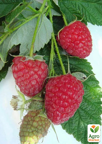 Малина ремонтантная "Мапема" (крупноплодный, ранний, транспортабельний сорт) - фото 2