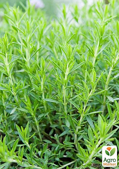 Тархун - эстрагон  (Artemisia dracunculus) 2
