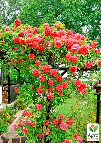 Троянда плетиста "Мейнтауер" (Maintower) (саджанець класу АА+) вищий сорт - фото 5