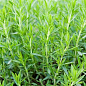 Тархун - эстрагон  (Artemisia dracunculus) 