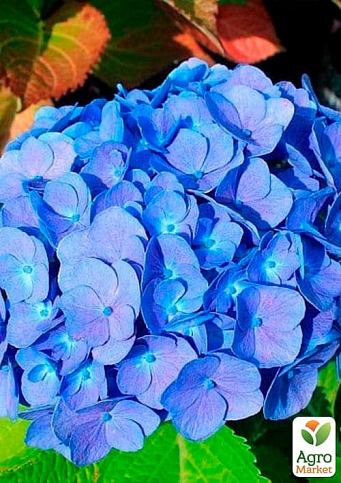Гортензия крупнолистная "Forever and ever Blue"  - фото 5