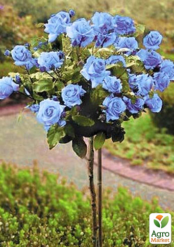 Роза штамбовая "Blue Nile" (саженец класса АА+) высший сорт - фото 2