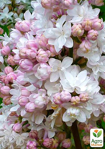 Ексклюзив! Бузок рожево-білий "Карамель" (преміальний, дуже ароматний сорт) - фото 5