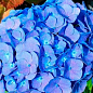 Гортензия крупнолистная "Forever and ever Blue" 