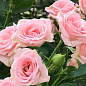 Роза штамбовая Спрей "Lydia" (саженец класса АА+) высший сорт цена