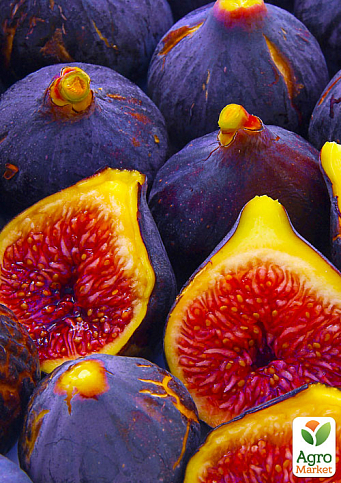 Ексклюзив! Інжир темно-фіолетовий "Ранок Вероніки" (Morning Veronica) (преміальний, самозапильний, ремонтантний сорт)