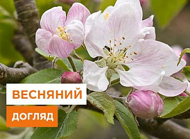Догляд за яблунею навесні - корисні статті про садівництво від Agro-Market