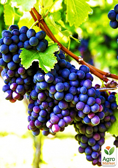 Виноград "Сіра" (винний сорт)2