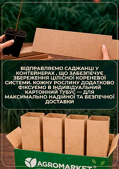 Платан західний «Platanus occidentalis» (декоративний, морозостійкий)3