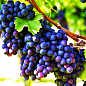 Виноград "Сіра" (винний сорт)