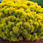 Сосна горная "Carstens Wintergold" (ком/сетка), высота 80-90см