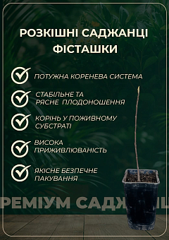 Фісташка 2-х річна "Киргизька" (морозостійка, не схильна до хвороб)8