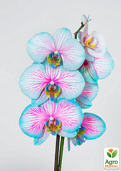Орхідея (Phalaenopsis) "Cascade Wonder Blue" висота 45-55см11