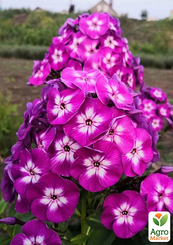 Флокс багаторічний "Uspech"