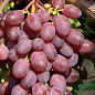 Виноград "Вікторія" (ранній термін дозрівання) цена