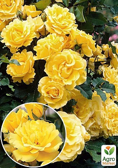 Троянда плетиста "Голден Шауерс" (саджанець класу АА +) вищий сорт1