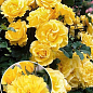 Роза плетистая "Голден Шауэрс" (саженец класса АА+) высший сорт